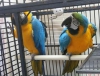 Macaws, afrikalılar, cockatoos ve conure kuşları mevcut