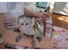 Male and female capuchin monkeys for adoption