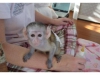 Male and female capuchin monkeys for adoption (daha