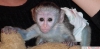 Male and female capuchin monkeys for adoption (daha