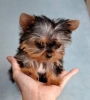 Male yorkie