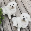 Maltese pups for adoption