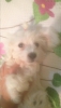 Maltese terrier 2 aylk