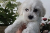 Maltese terrier original irk