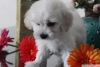 Maltese terrier original irk