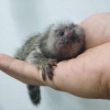 Marmoset maymunlar