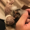 Marmoset maymunlar evde byd