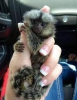 Marmoset maymunlar;;