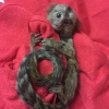 Marmoset maymunlar