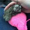 Marmoset maymunlar