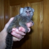 Marmoset maymunlar