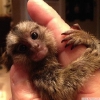 Marmoset maymunlar   bu marmoset maymunlarn, maymunlar s