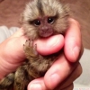 Marmoset maymunlar   bu marmoset maymunlarn, maymunlar s