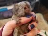 Marmoset maymunlar imdi mevcuttur.