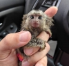 Marmoset maymunlar imdi satta;;