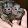 Marmoset maymunlar imdi satta///