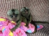 Marmoset maymunlarm artk yeni bir ev iin hazr