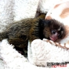 Marmoset maymunu kullanlabilir