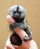 Marmoset monkey gibi tiny finger.