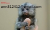 Marmoset monkeys