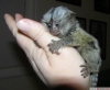 Marmoset monkeys - at +97339987365