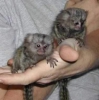 Marmosets maymun x5