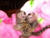 Marmosets maymunlar imdi kullanlabilir