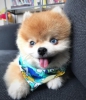 Mavi gzl pomeranian boo yavrusu