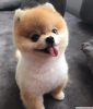 Mavi gzl pomeranian boo yavrusu