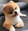 Mavi gzl pomeranian boo yavrusu