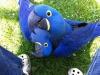Mavi ve altın amerika papağanı papağanları