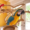 Mavi ve altn macaw papaanlar