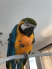 Mavi ve altn macaws