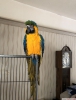 Mavi ve altn macaws