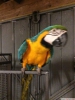 Mavi ve altn macaws