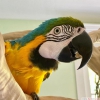 Mavi ve altn mavi yeni ev aray mavi macaw