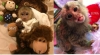 Max erkek beyaz yz capuchin maymun & luna kadn marmoset ma