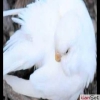 Mersin de satlk muhabbet kular albino ve lutino