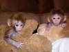 Mevcut gzel capuchin monkey