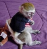 Mevcut gzel capuchin monkey