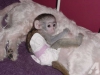 Mevcut iin ok akll bebekler capuchin maymunlar.