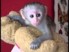Mevcut iin ok akll bebekler capuchin maymunlar.