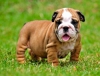 Mevcut ingilizce bulldog puppies