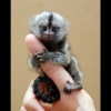 Mevcut marmoset maymunlar