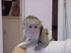 Mevcut ve hazr capuchin maymunlar !!!!