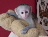 Mikro-yontulmu kaytl capuchin maymun