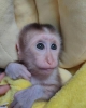 Muhteem beyaz yzl capuchin bebek maymun87