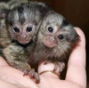 Muhteem beyaz yzl capuchin bebek maymun67
