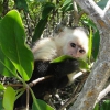 Muhteem capuchin maymunlar