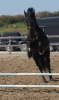 Muhteem friesian at